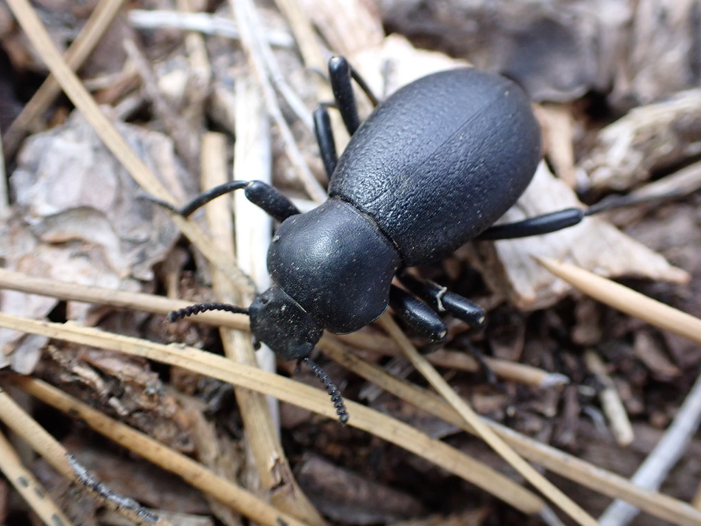 Darkling Beetles in May 2023 by u_phantasticus · iNaturalist