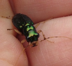 Tetracha brasiliensis