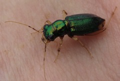 Tetracha brasiliensis