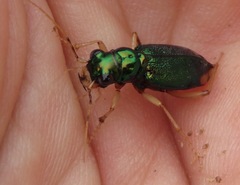 Tetracha brasiliensis