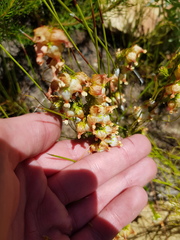 Erica denticulata