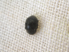 Rhyzobius forestieri