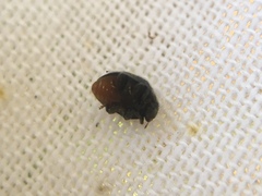 Rhyzobius forestieri