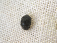 Rhyzobius forestieri