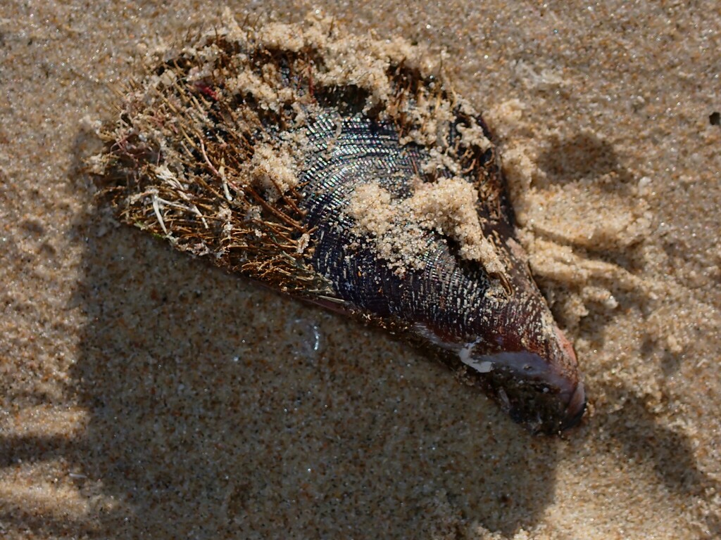Hairy Mussel from Barcoongere NSW 2460, Australia on June 1, 2023 at 0839 AM by Adrian Gale