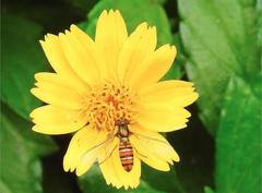 Episyrphus balteatus