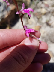 Disa inflexa