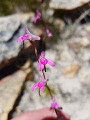 Disa inflexa