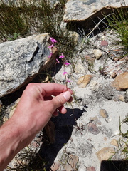 Disa inflexa