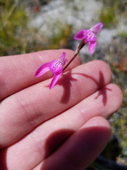 Disa inflexa
