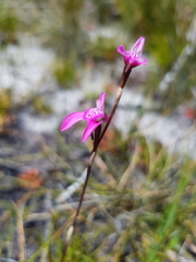 Disa inflexa