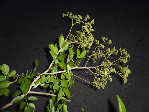 Dalbergia peltieri