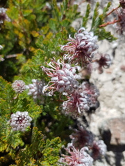 Serruria pedunculata