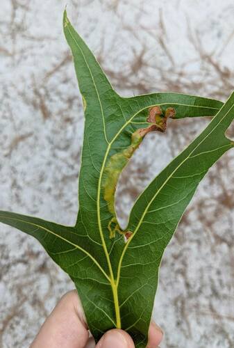 Acrocercops albinatella photo 4