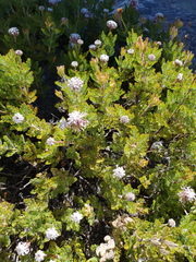 Serruria pedunculata