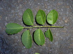 Dalbergia peltieri image