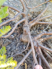 Serruria pedunculata