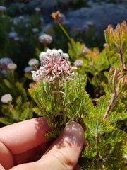 Serruria pedunculata