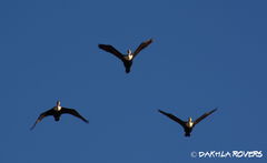 Phalacrocorax carbo
