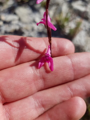 Disa inflexa
