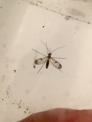 Macrocera