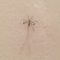 Macrocera