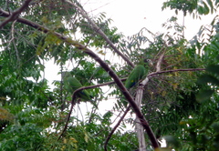 Amazona ventralis