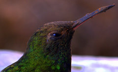 Riccordia swainsonii