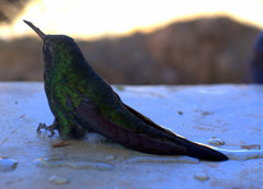 Riccordia swainsonii