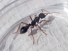Myrmecia esuriens