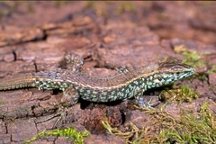 Algyroides moreoticus