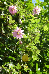 Passiflora pinnatistipula