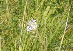 Melanargia russiae