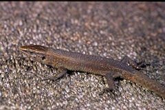 Algyroides moreoticus