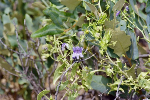 Image of Epixiphium wislizeni by (c) Michelle W. （鍾偉瑋）, some rights reserved (CC BY)