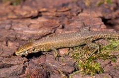 Algyroides moreoticus