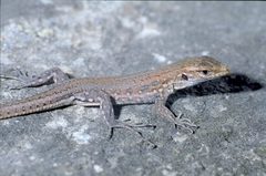 Gallotia galloti galloti