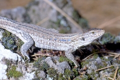 Gallotia galloti galloti