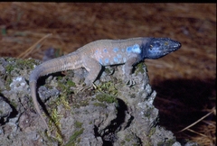 Gallotia galloti galloti