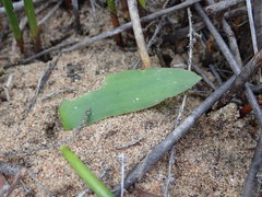Cyanella