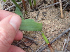 Cyanella