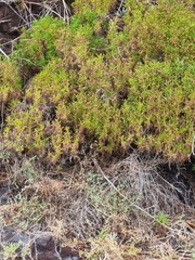 Plantago arborescens subsp. maderensis image