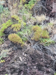 Plantago arborescens image