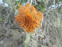 Teloschistes inflatus