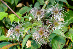 Clematis lasiandra