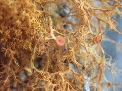 Teloschistes inflatus