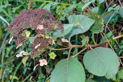 Hydrangea aspera