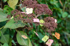 Hydrangea aspera