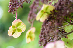 Hydrangea aspera