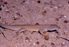 Acanthodactylus boskianus